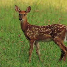 Deer have become a major irritant to suburban and exurban gardeners.﻿﻿ not only are they more prevalent as a result of human encroachment on if you cannot keep deer away from the garden, you can plant flowers that do not appeal to them. Flowers And Shrubs That Deer Won T Eat Dengarden