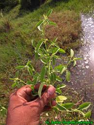 Image result for Sida ovata