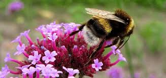Tired bumblebees who fell asleep inside flowers with. What Do Bumble Bees Eat Beehivehero