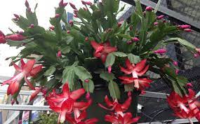 The brown stems might just be a sign of age. Hanging Christmas Cactus Lowes 21 00 2 Colors On This One Christmas Cactus Cactus And Succulents Cactus