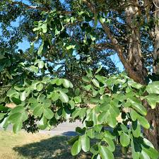 Image result for Dalbergia nitidula