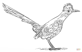 Roadrunner coloring page to color, print or download. Greater Roadrunner Coloring Page From Roadrunner Category Select From 28423 Printable Crafts Of Cartoons Nature Ani Road Runner Roadrunner Art Bird Drawings