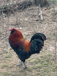 Free rooster. Approximately 1.5 years old. Easter Egger