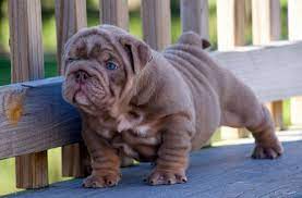 We specialize in pure bred champion english bulldogs, pure bred french bulldogs & rare exotic colored bulldogs. Pin On Urban
