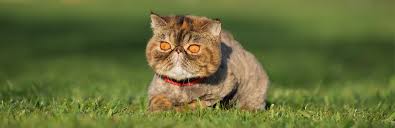 Exotic shorthairs' cuddly personalities and unique features make them very appealing to many cat lovers. Exotic Shorthair Cat Breed Information Characteristics And Facts