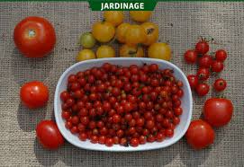 Recolte Et Cueillette Des Fruits Legumes Et Fines Herbes La Terre De Chez Nous