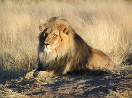 Top 10 biggest cat breeds. Lion Wikipedia