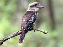 The kookaburra also features in a popular australian children's song. Laughing Kookaburra Ebird