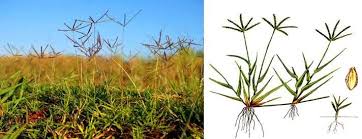 Image result for Cynodon dactylon