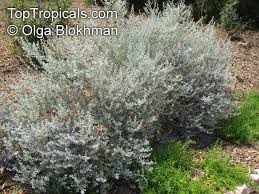 Image result for Zygophyllum cuneifolium