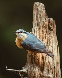 Bird With Red Head And Chest Brown Wings Pin Op Wildlife Photography