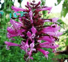 Image result for Syncolostemon