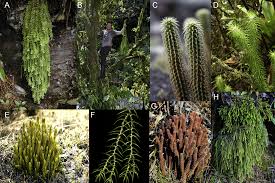 Image result for Huperzia saururus