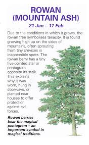 Celtic Sacred Trees Rowan Mountain Ash Celtic Tree Astrology Celtic Tree Herbs