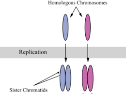 Meiosis has a narrow but significant purpose: Meiosis I Principles Of Biology