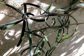 Kalanchoe Beauverdii In 2020 Succulents Low Water Plants Temporary Shades