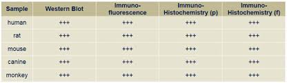 Anti Rab5 Antibody Goat Rab5 Polyclonal Antibody Aag10794 1