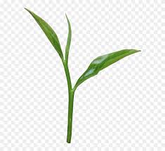 Tatas is a spanish album released on 08 nov 2021. Free Download Tea Clipart Tea Tata Global Beverages Png Download 2488416 Pinclipart