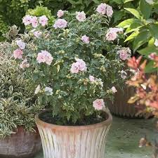 Cut back frequently to keep a good supply of young foliage. Best Shrubs And Trees For St Louis Missiouri Area Sugar Creek Gardens