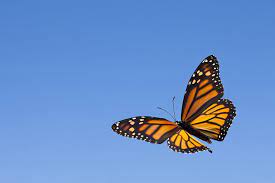 A plane flying high in the sky in microsoft flight sim. Some Monarch Butterflies Don T Migrate