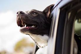 Association garde animaux vacances (a.g.a.v.) dernière mise à jour : 4 Options Pour Faire Garder Son Chien Pendant Les Vacances Association Stephane Lamart