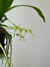 Image result for Angraecum calceolus