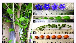 I strongly recommend that anyone considering buying and planting duranta consider some more. Gross Morphology Of Duranta Erecta A Stems B Flowers C Leaves Download Scientific Diagram