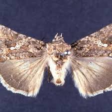 Contact your pest management professional before using this. Adult Cabbage Looper Trichoplusia Ni Huebner Credits J L Download Scientific Diagram