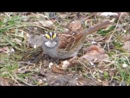 They sing almost endlessly, even sometimes at night, and they flagrantly harass birds that intrude on their territories, flying slowly around them or. Pennsylvania Backyard Birds Youtube