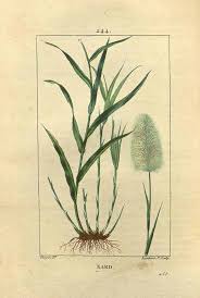 Image result for Cymbopogon nardus
