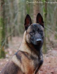 Kay Zoon Van Big Roy Belgian Malinois Dog Belgian Malinois Puppies Belgium Malinois