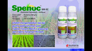 Kemampuan dia bertahan dan dapat menyebar. Obat Rumput Grinting Pada Tanaman Padi Info Kece