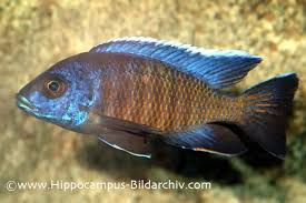 Image result for Catunaregam stenocarpa