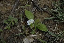 Image result for Crabbea velutina