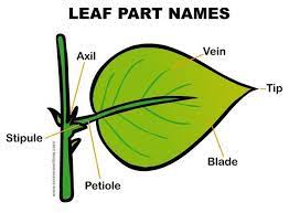 Learn About Leaves Science For Kids Science For Kids Leaf Lessons Science Activities For Kids