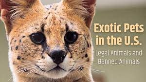 Exotic pet store near me now. Which Exotic Pets Are Legal In The United States Pethelpful
