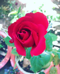 Kết quả hình ảnh cho hình ảnh hoa hồng