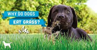We did not find results for: How To Get Your Dog More Chlorophyll Dogs Naturally