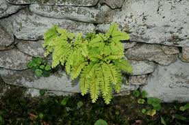 Image result for Pteridaceae