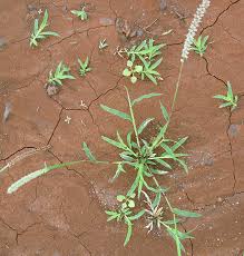 Image result for Acroceras zizanioides