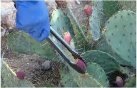 They have been troubled with a sticky white insect pest for several years. Eating Cactus Prickly Pear For Food Extension University Of Nevada Reno