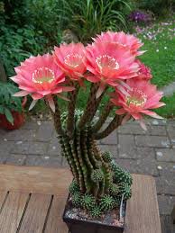 Even if it rarely rains, most cacti will save their stored water to flower. Pin On Echinopsis