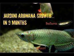 jardini arowana growth 9 months in 3 minutes