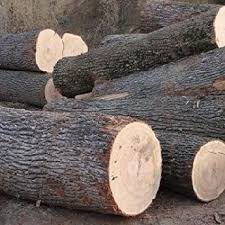 Maybe you would like to learn more about one of these? Silver Oak Grevelia Robesta Ornamental Tree Seeds Moolihai Com