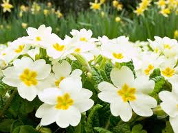 Download spring flowers and use any clip art,coloring,png graphics in your website, document or presentation. Free Photo White Spring Flowers Beautiful Nature Summer Free Download Jooinn
