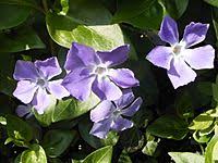 Image result for Secamone parvifolia