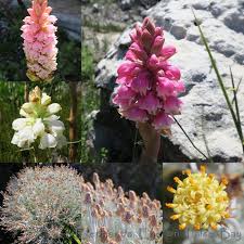 Image result for Hebenstretia integrifolia