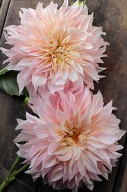 Beauty Rendezvous Dahlias Dahlia Flower Pretty Flowers Flower Farm