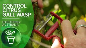 We did not find results for: Take A Potato Peeler To Your Lemon Tree And Say Goodbye To Gall Wasps Citrus Gardening Australia Youtube