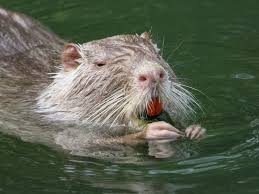 Der Speiseplan Der Nutrias Wasserpflanzen Ein Angenehmer Sommersnack Mehr Unter Http Www Nutria Info Com 2016 09 02 Der Speisep Tiere Hauskatze Wilde Tiere